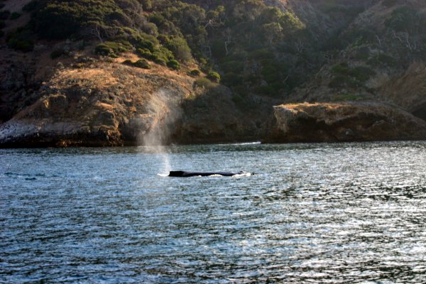 Grey Whale Spray